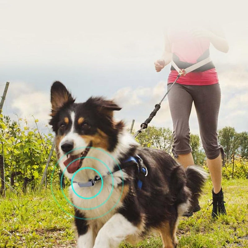 Coleira para Cães A prova D'agua Com Localizador GPS